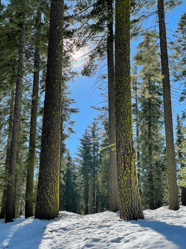 trees and snow in Yosemite national park